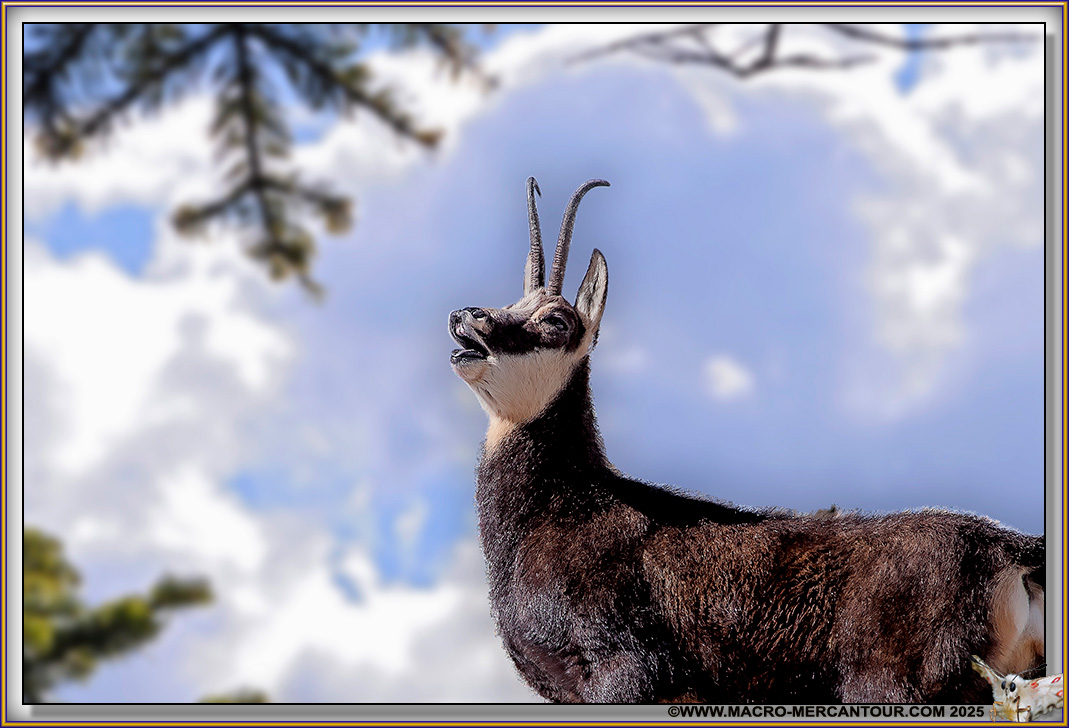 Chamois